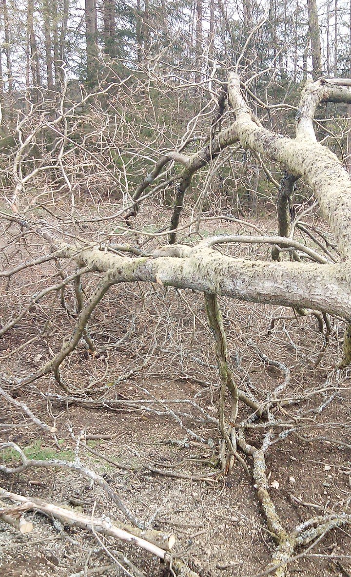 nachhaltige Forstarbeit Nachhaltige Forstarbeit im Wald von Hilchenbach